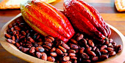 Aposte no cacau: Alimento funcional reduz riscos de doenças no coração.